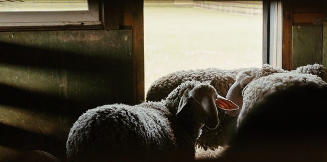 Custom sheep yards